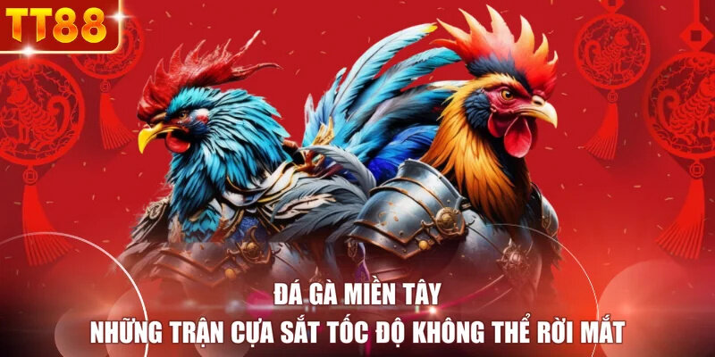 Đá Gà Miền Tây - Những Trận Cựa Sắt Tốc Độ Không Thể Rời Mắt