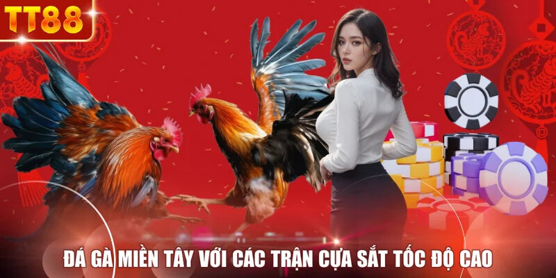 Đá gà miền Tây với các trận cựa sắt tốc độ cao